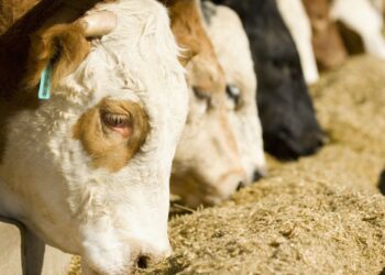 الأردن تكشف حقيقة تفشي مرض "اللسان الأزرق" في المواشي