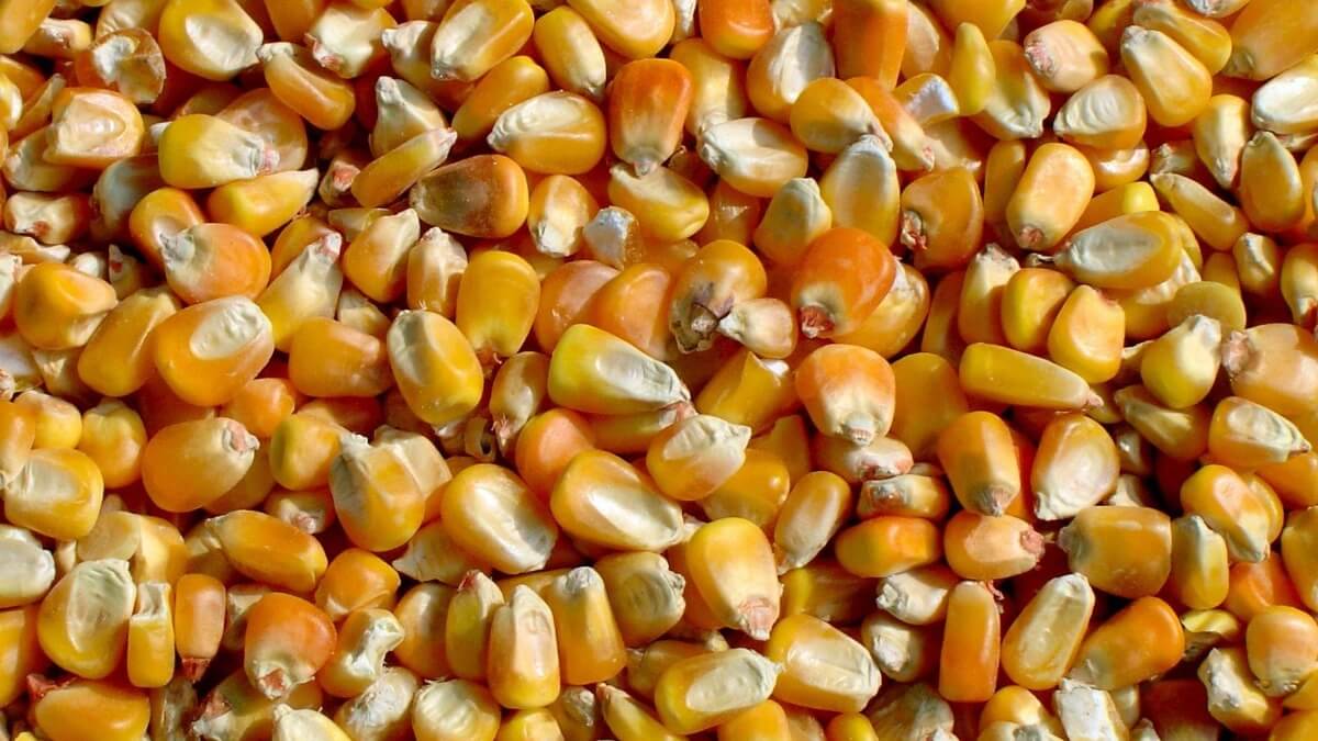 مصر تشتري 120 ألف طن من الذرة الصفراء في مناقصة دولية