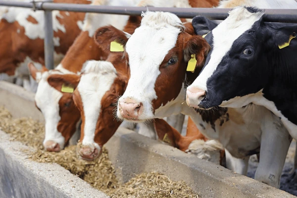 الزراعة الأميركية تخفض توقعاتها لواردات مصر من الماشية الحية بنسبة 44% في 2024