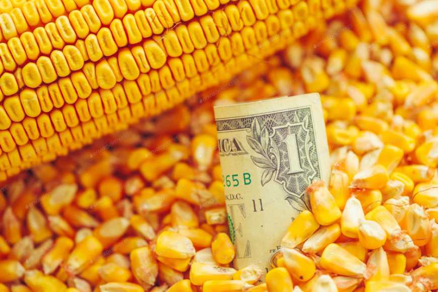 تراجع أسعار الذرة في أوكرانيا تحت ضغط انخفاض الأسعار العالمية