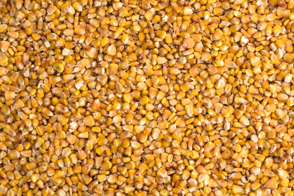 ارتفاع صادرات الحبوب والبذور الزيتية الأسبوعية في كندا إلى 1.07 مليون طن