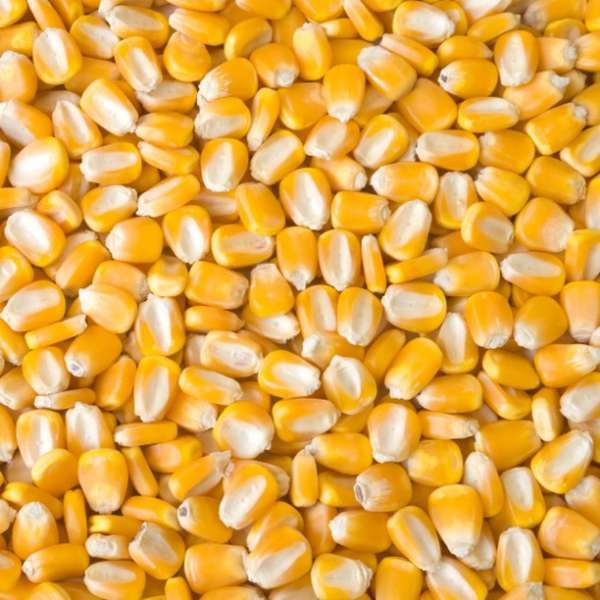 مجلس الحبوب الدولي يعزز توقعاته لإنتاج الذرة العالمي عند 1.234 مليار طن للموسم الحالي