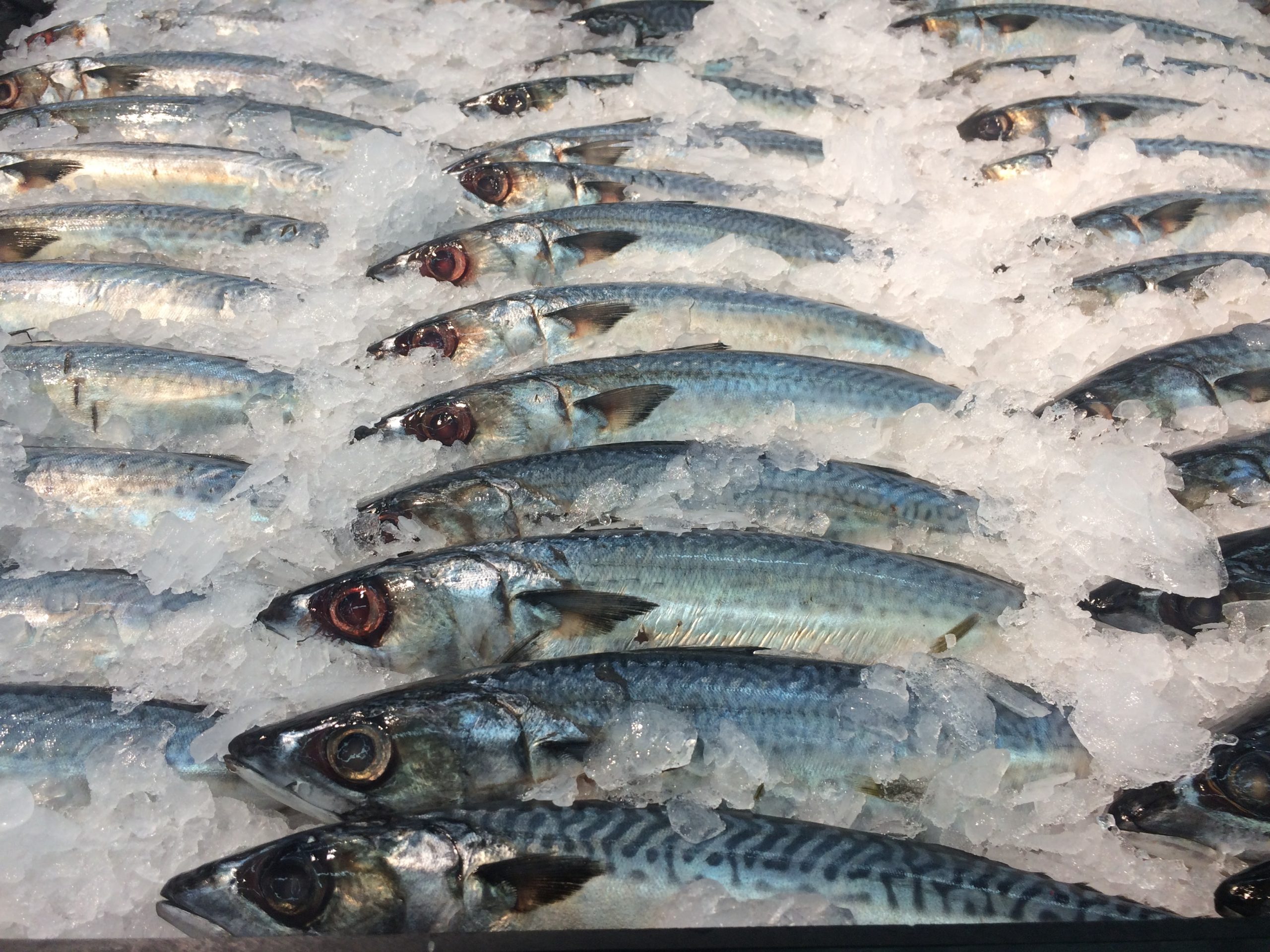 صادرات الأسماك الإندونيسية تواجه رياحًا معاكسة وسط تعليق الاتحاد الأوروبي