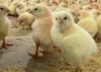 عن سوق الكتاكيت.. عبد السلام حجازي: ظهور بشاير جديدة لتحل محل القطعان بالأسواق