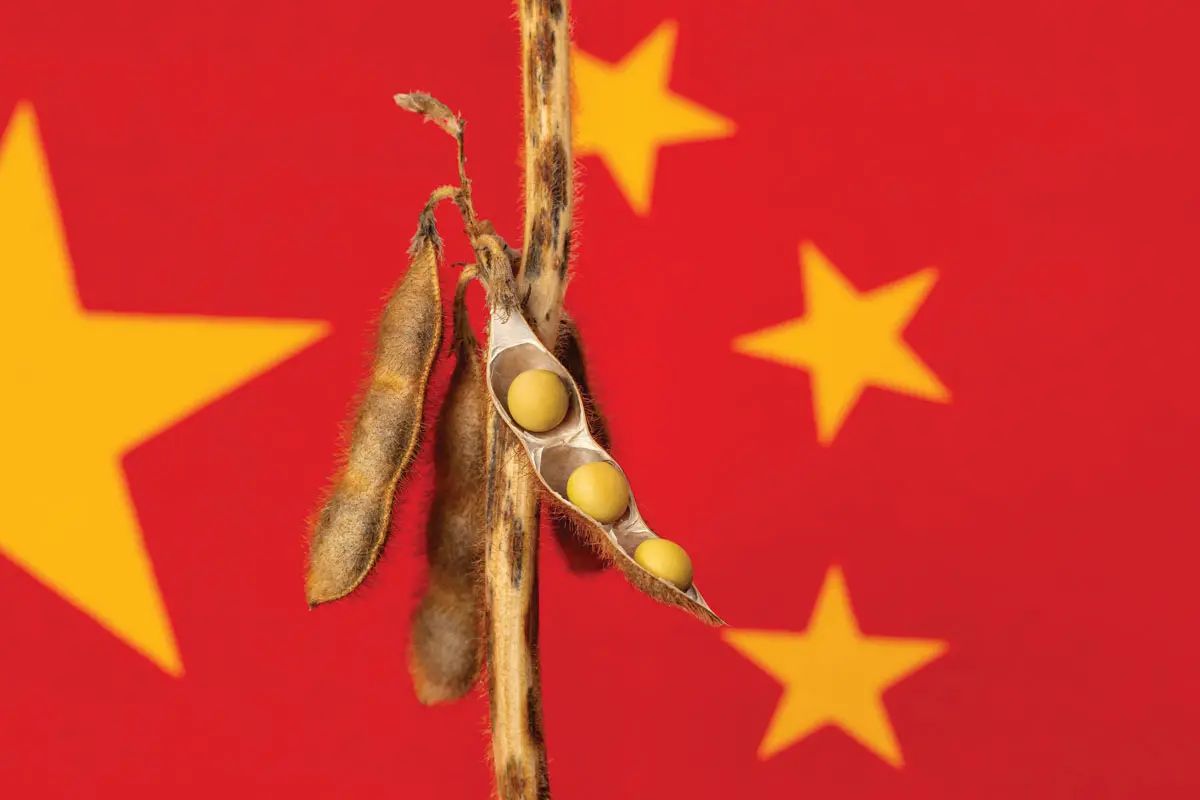 الصين تخطط لزيادة إنتاج فول الصويا والبذور الزيتية