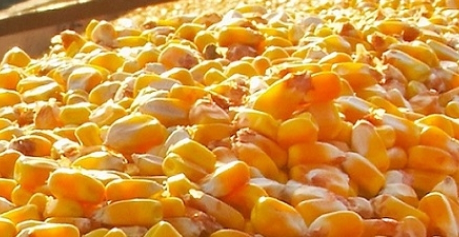 الولايات المتحدة تبيع 1.08 مليون طن من الذرة في الأسبوع
