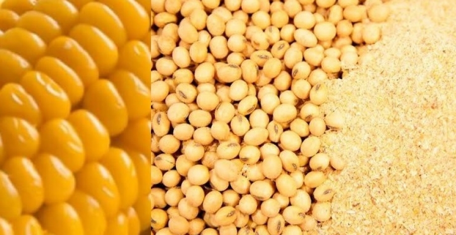 الجزائر تطرح مناقصة لشراء 80 ألف طن من الذرة و 35 ألف طن من كسب فول الصويا