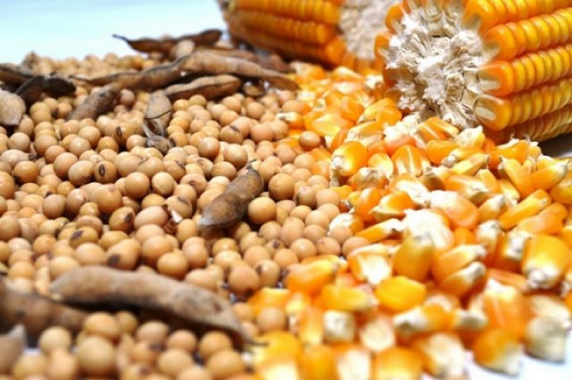أبرزهم الذرة والصويا.. «الزراعة» تعلن أسعار تقاوي المحاصيل الصيفية لموسم 2024