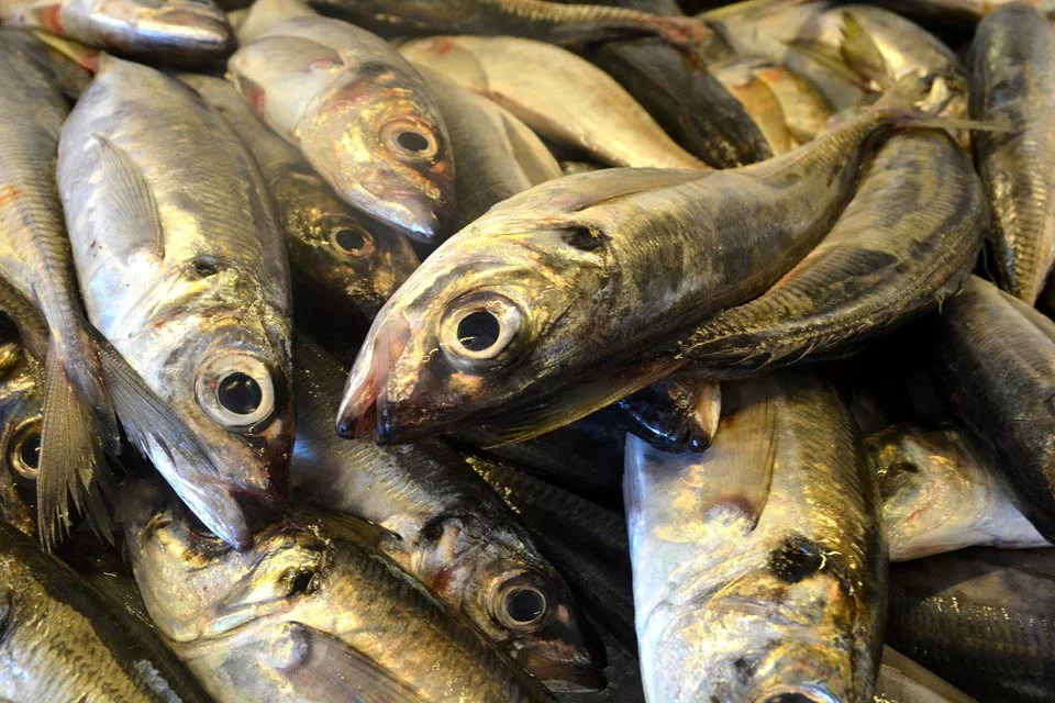 ارتفاع أسعار السمك اليوم الأربعاء في سوق الجملة