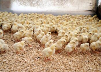 خاص| "المنصورة للكتاكيت": طلب شديد على الكتكوت مدعوم بارتفاع سعر اللحم