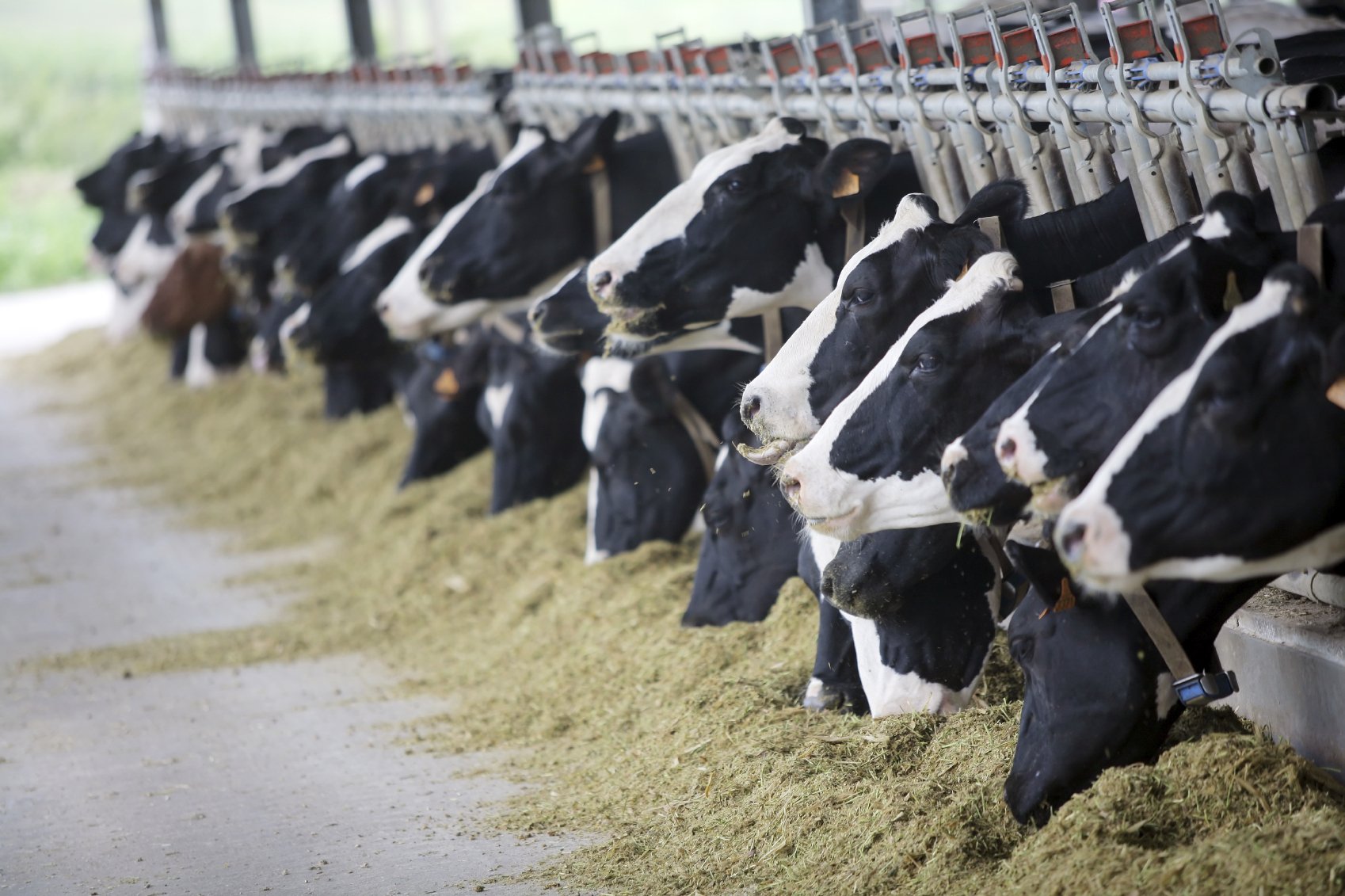 الزراعة توافق على استيراد 154 ألفا و500 رأس ماشية من الخارج