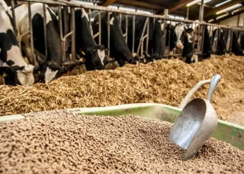 علف المواشي