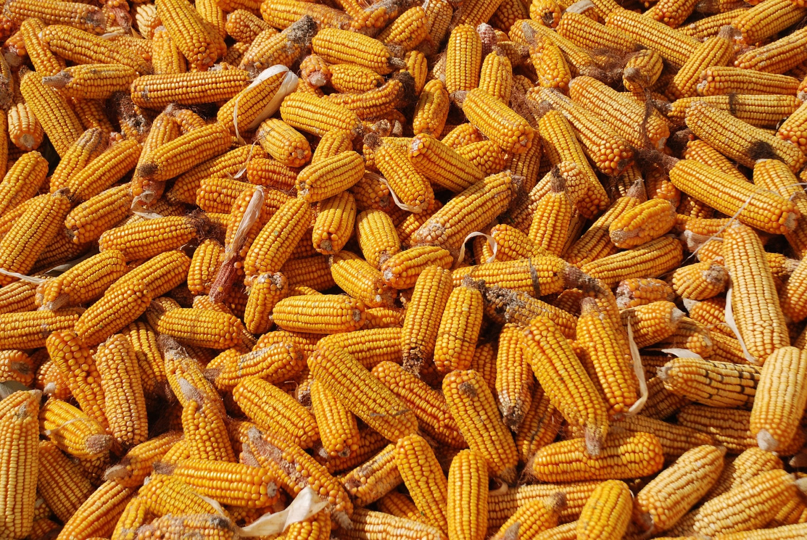أوكرانيا تحصد 60.000 طن من الذرة خلال أسبوع