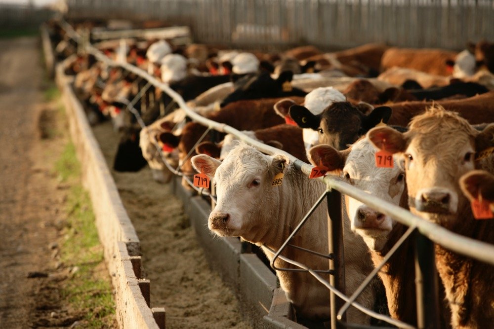 انخفاض إنتاج الماشية في الولايات المتحدة إلى أدنى مستوى له منذ عام 1951