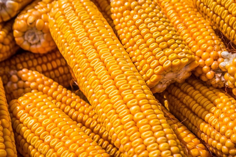 الزراعة الأمريكية ترفع توقعاتها لصادرات الذرة الأوكرانية بمقدار 2 مليون طن