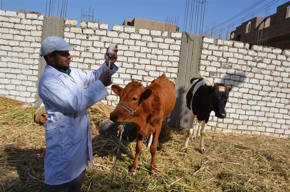 فحص وعلاج 496 رأس ماشية خلال قافلة بيطرية بمركز الواسطى في بنى سويف