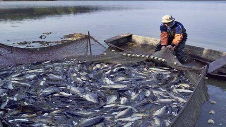 تنمية البحيرات: نعتزم زيادة إنتاج مصر من الأسماك لـ3 ملايين طن بحلول 2030