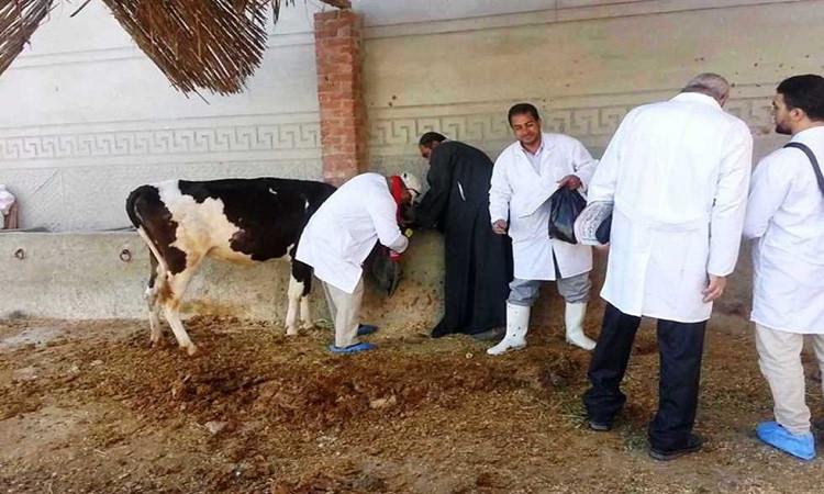 فحص وعلاج 2117 رأس ماشية في قافلة بيطرية بمركز كفرصقر بالشرقية