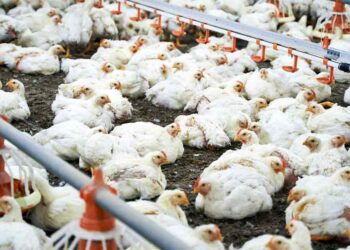 محمد عادل: أسعار الدواجن تواصل الهبوط وتكسر حاجز الـ80 جنيه في رمضان