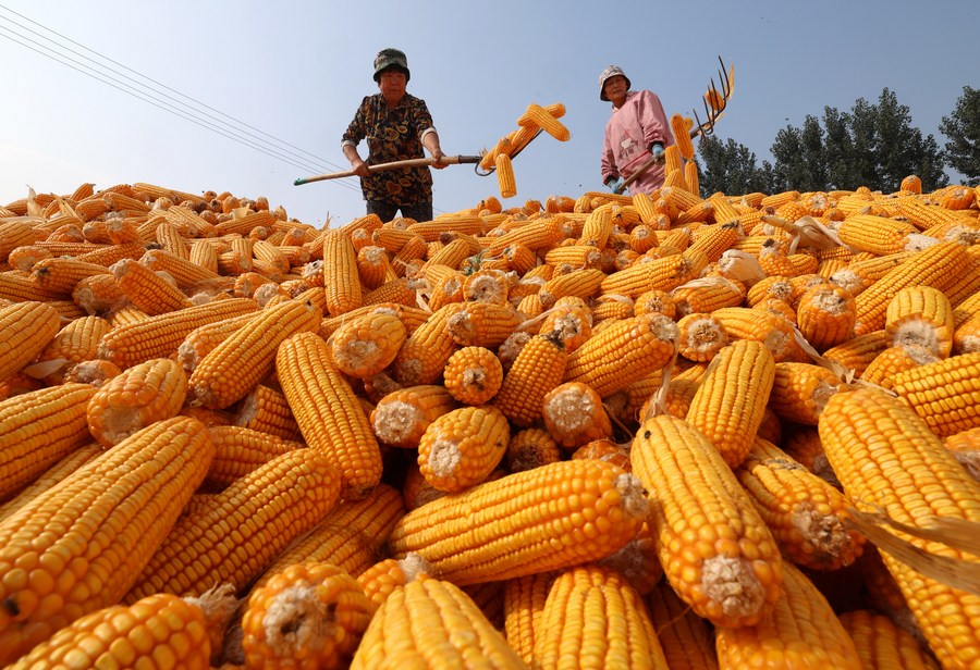 البرازيل تحتفظ بالهيمنة على إمدادات الذرة إلى الصين