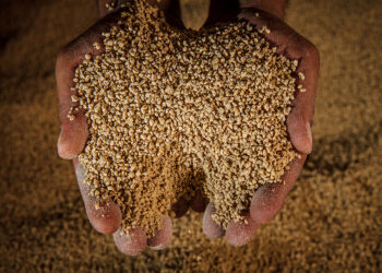 هيثم الصعيدي للأعلاف: السحب على العلف في تحسن بداية من شهر مارس بخلاف فبراير