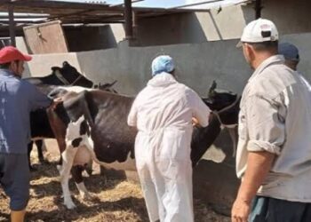 غدا.. انطلاق الحملة القومية الاولى لتحصين المواشي ضد الحمى القلاعية والوادي المتصدع بمحافظات الجمهورية