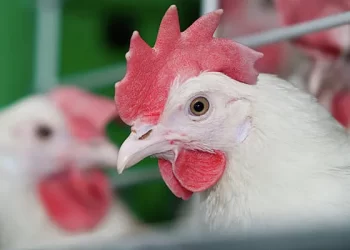 شعبة الدواجن: "الجمبورو الصيني" عترة جديدة تجتاح العنابر.. والوضع في السوق بهذا الشكل!