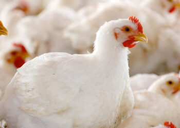 شعبة الدواجن: 10 جنيهات انخفاضاً في سعر كيلو الفراخ بأول أيام رمضان