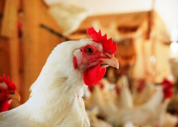 الحكومة توجه ضربة لـ"حيتان الفراخ وتحرك دعوى جنائية ضد 7 من سماسرة الدواجن