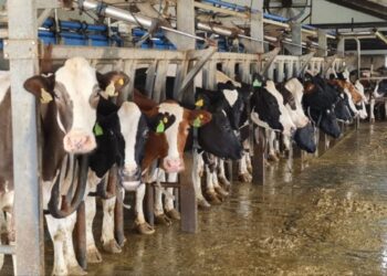 أستاذ تربية يكشف تأثير  إضافات الأعلاف العشبية في زيادة إنتاج المواشي للحوم والألبان