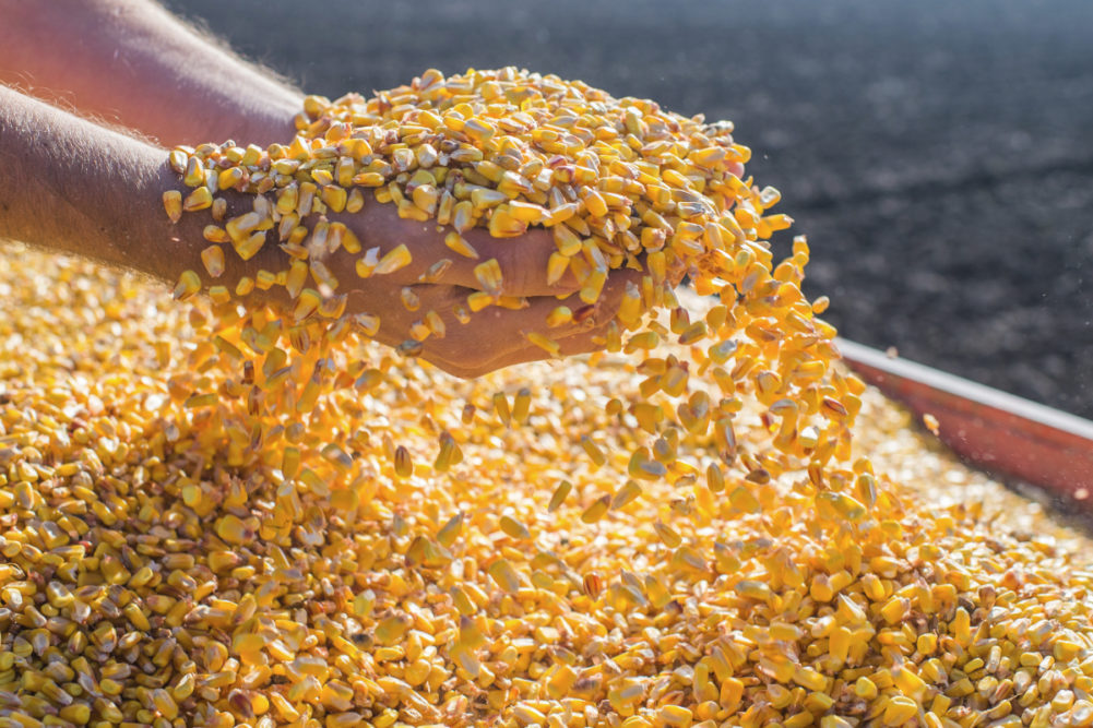 جمعية الحبوب الأوكرانية تتوقع انخفاضًا بنسبة 18% في صادرات البلاد بموسم 2024-2025