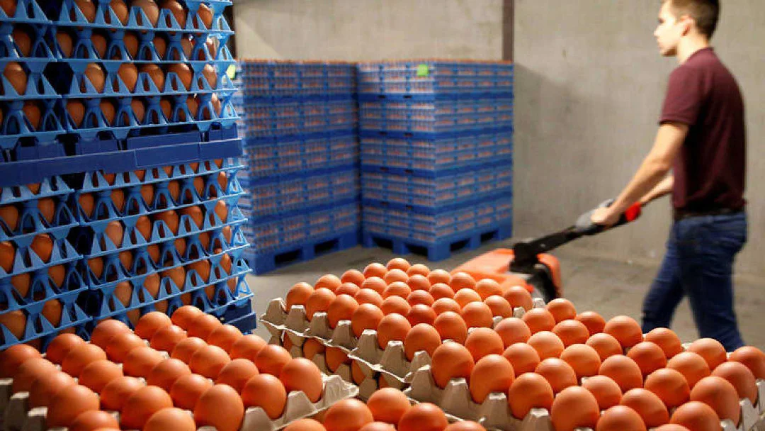 صادرات البرازيل من البيض تنمو بنسبة 53% في فبراير