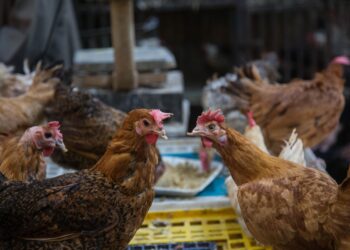 الساسو بـ100 جنيه والرزي بـ107..تراجع أسعار الدواجن اليوم الأربعاء بالمزارع