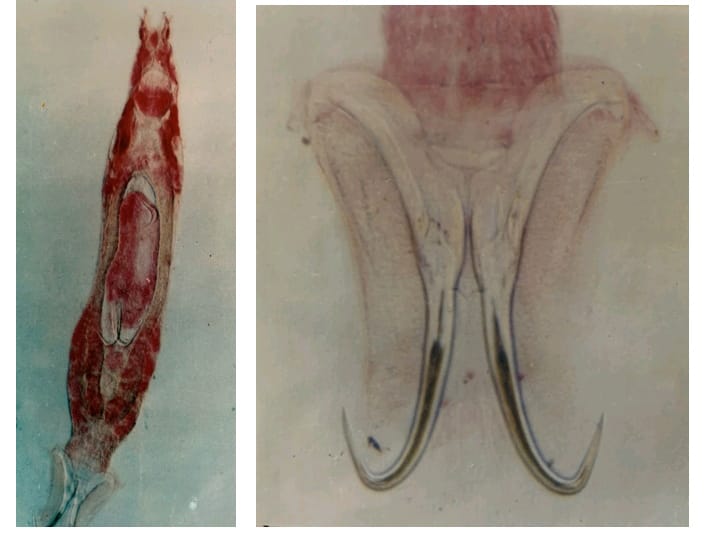 متساويات الأرجل   Isopoda
MONOGENEA