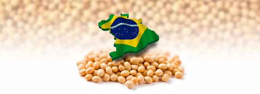 البرازيلية لمصدري الحبوب ترفع توقعات صادرات فول الصويا إلى 13.62 مليون طن بأبريل