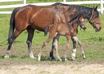 فيروس الهربس فى الخيول