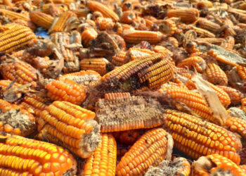 هل تسبب تراكم الخامات بالموانئ فى نفوق الدواجن بالمزارع ؟ استشاري :”يجيب”