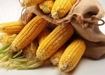 زيمبابوي تستهدف 1.1 مليون طن من واردات الذرة