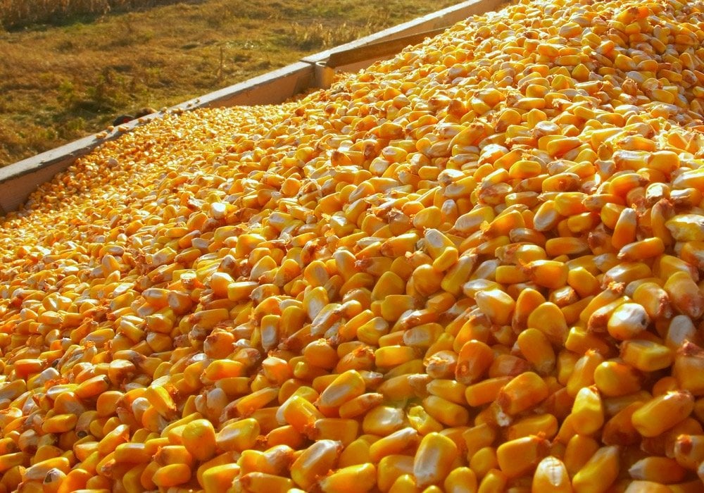 ارتفاع مبيعات الذرة الأمريكية خلال الأسبوع لتسجل 1.21 مليون طن ضمن توقعات السوق