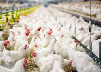 خاص| أحمد رمزي: المربي صاحب الكلمة الأولي في تحديد أسعار الدواجن للمستهلك.. والسماسرة حلقة وصل والسوق عرض وطلب