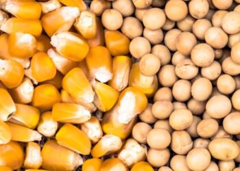 خاص| بعد قرار التعويم.. الدقهلية للدواجن: الصويا تصعد ٣٠٠٠ جنيه للطن والذرة ترتفع ١٥٠٠ خلال تعاملات اليوم