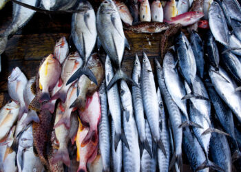 الكابوريا بـ220 جنيه والسردين 85.. أسعار السمك اليوم الأربعاء في سوق العبور