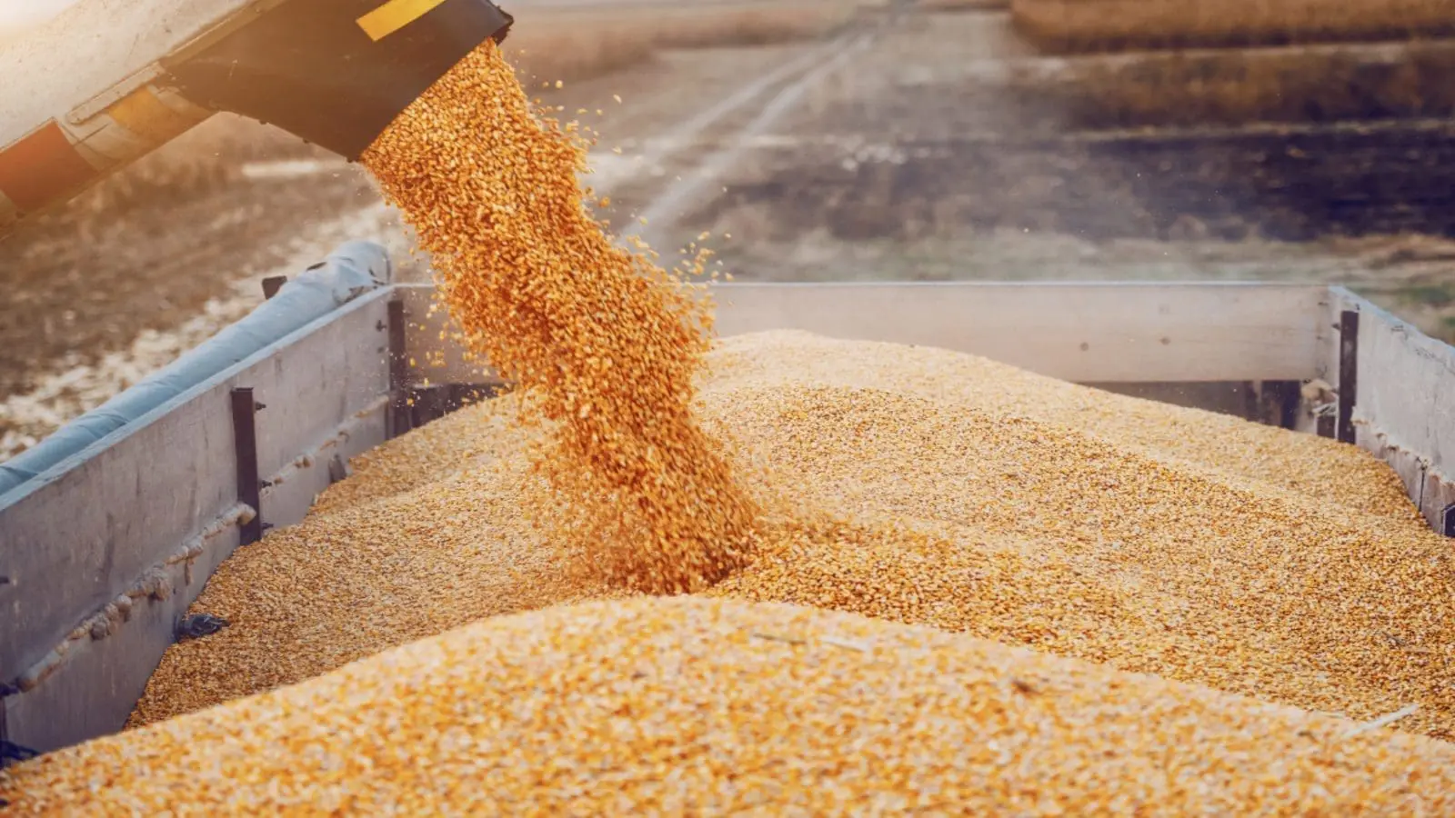 الجزائر تطرح مناقصة لشراء 120 ألف طن من الذرة و30 ألف طن علف الشعير
