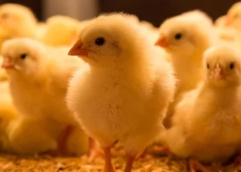 مدير تسويق بأحد شركات الكتاكيت: 10 جنيهات تراجع في سعر الكتكوت خلال 20 يوما