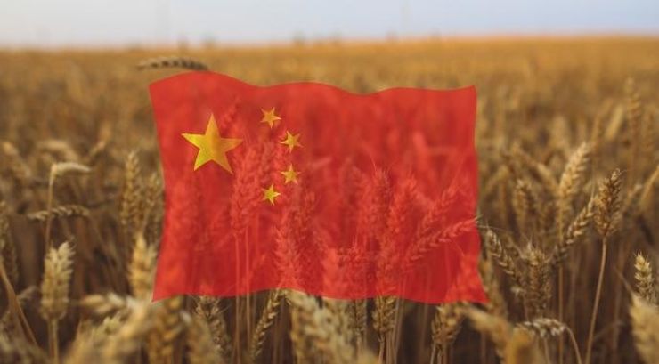 إنتاج الحبوب في الصين يصل إلى أعلى مستوياته على الإطلاق للموسم الحالي