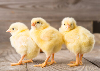 بشاير الخير.. الوادي: قطعان أمهات جديدة ستدخل السوق خلال الـ3 أشهر المقبلة