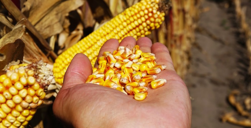 الصين تعمل على تنويع إمدادات الذرة بسبب الطلب المتزايد