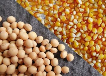 خاص| مستوردي خامات: طن الذرة سيصل إلي 10 آلاف جنيها والصويا ستسجل 23 ألف جنيه قريبآ