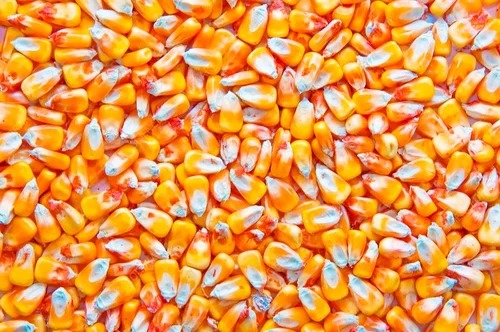 كوريا الجنوبية تشتري 199 ألف طن من الذرة في مناقصتين