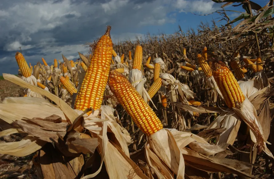 الأمطار الغزيرة في الأرجنتين تعقد عملية حصاد الذرة بالحقول